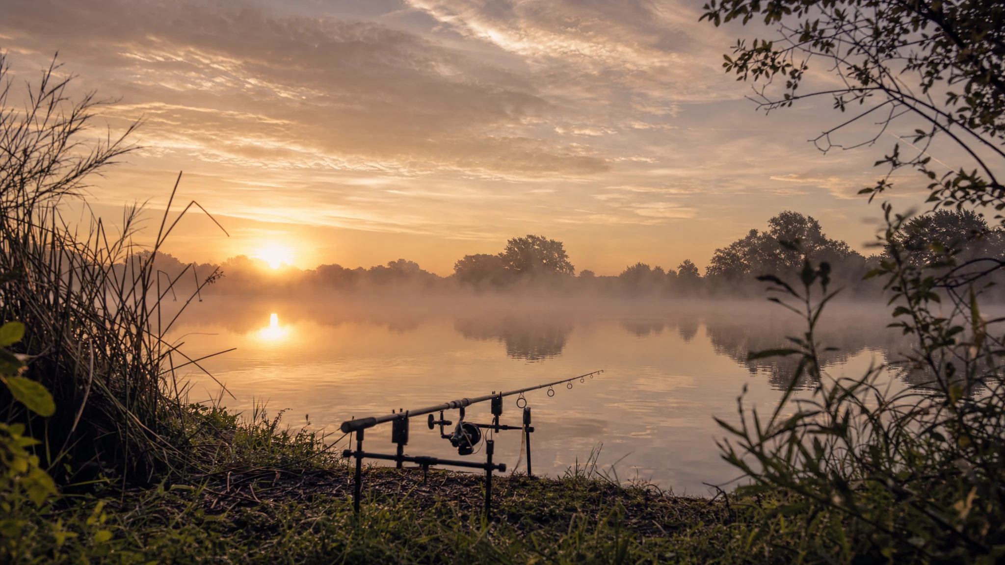 Anise Oil in Carp Bait: Boilies, Method Mix and Dosing
